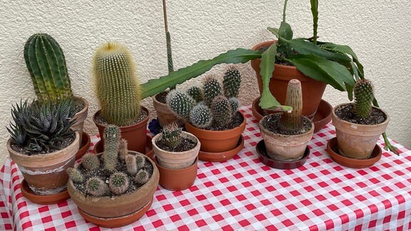 Verschiedene Kakteen stehen auf einem Tisch auf einem Balkon.