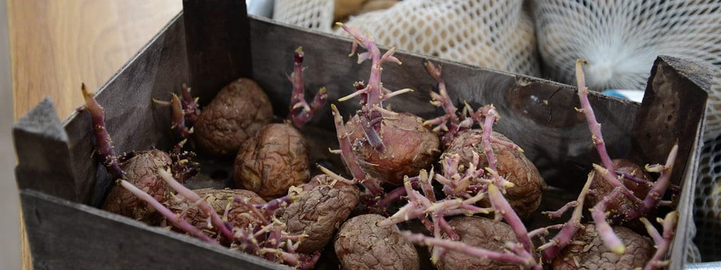 Kartoffeln Pflanzen Pflegen Ernten Und Lagern Mdr De