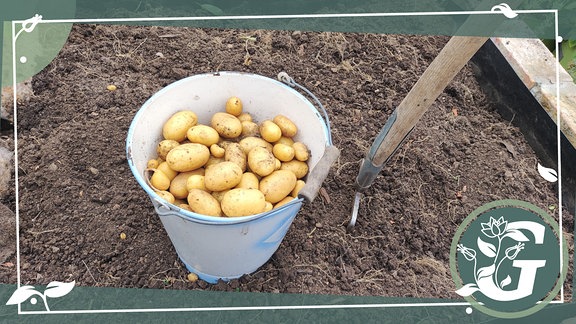 Ein Korb voll geernteter Kartoffeln im Hochbeet, daneben eine Grabgabel in der Erde.