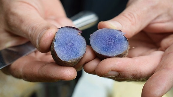 Aufgeschnittene Kartoffel der Sorte Blaue Anneliese.