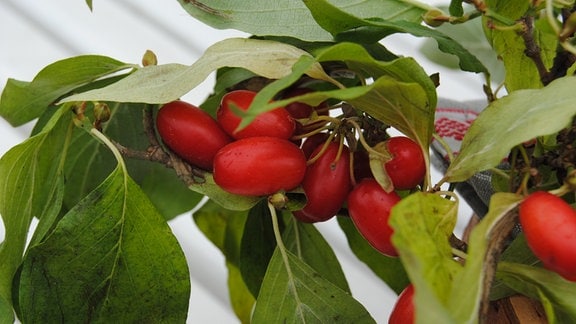 Zweig mit Blättern und roten Früchten der Wildobst-Sorte Kornelkirsche
