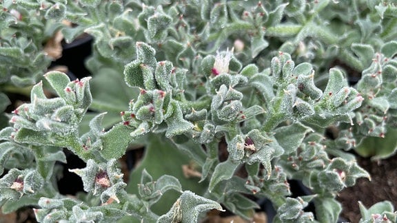 Salzige Eisblume (Mesembryanthemum crystallinum)
