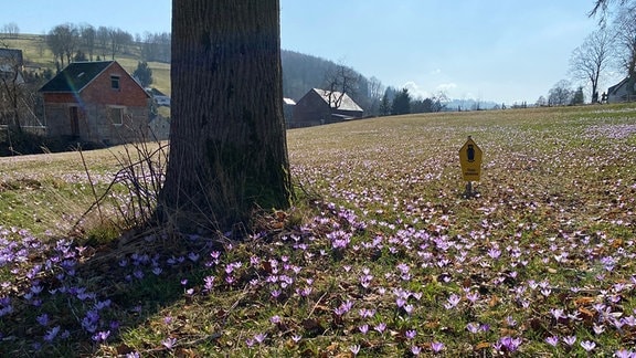 Eine blühende Krokuswiese in Drehbach (Erzgebirge) im Frühling.