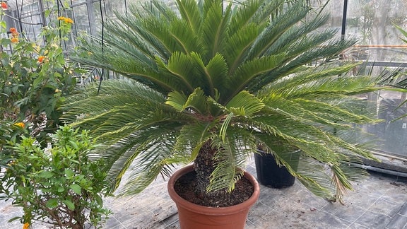 große Palme im Kübel in einem Gewächshaus