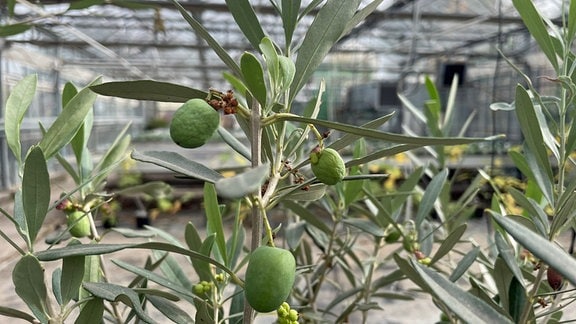 Früchte an einem Olivenbäumchen