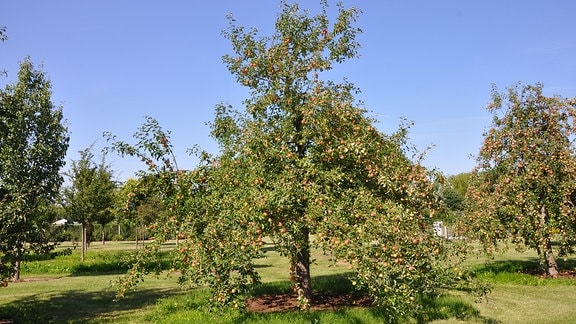 Einen Apfelbaum Pflanzen Und Richtig Pflegen Mdr De