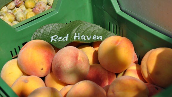 In einer grünen Obstkiste liegen orange-rote Früchte. Dahinter sind weitere gelbe Früchte in einer grünen Kiste zu erkennen. 
