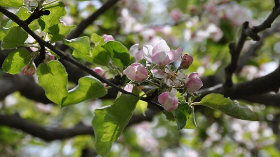 Obstbäume im Garten MDR.DE