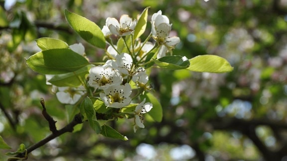 Nashi Birne Baum Schneiden Nashi Birne Baum Schneiden