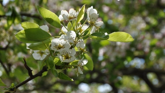 Nahaufnahme von weißen Blüten mit schwarzen Punkten.