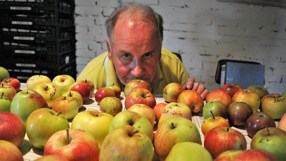 Der Pomologe und Apfel-Experte Hans-Jürgen Mortag hinter einem Tisch voller verschiedener Äpfel