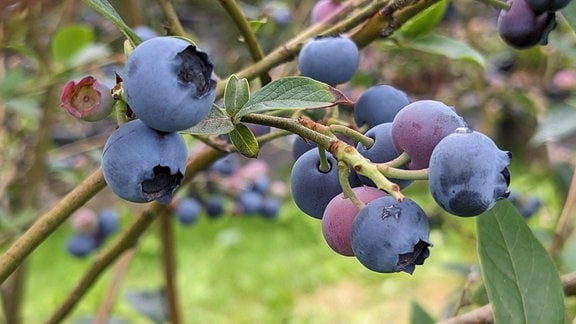 Mehrere blaue Beeren hängen an einem Zweig.