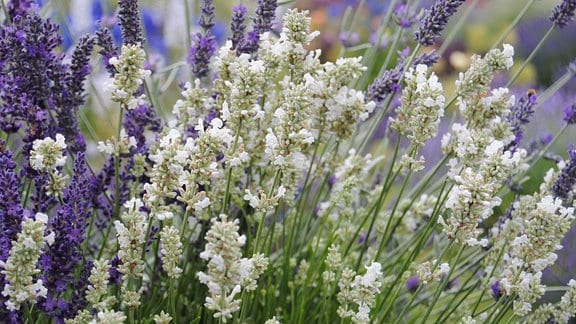 Lavendel Zuruckschneiden So Halten Sie Die Pflanze In Form Mdr De