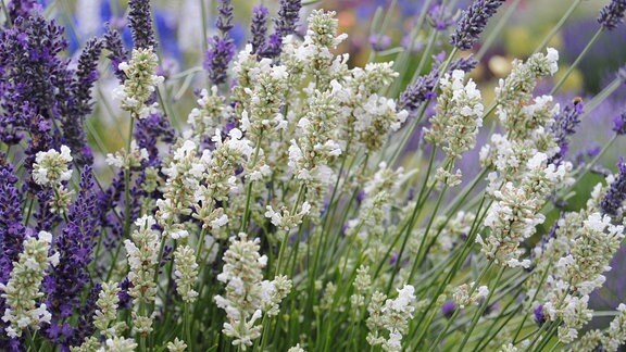 Weiße, zum Teil geöffnete Blüten an einer Lavendel-Pflanze