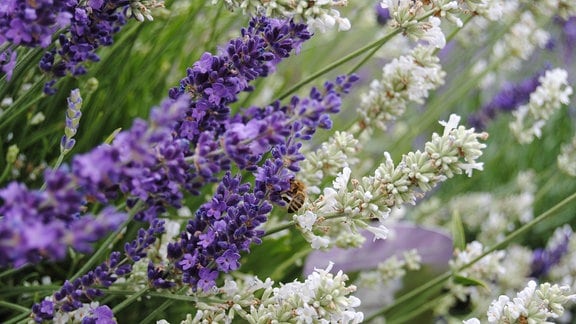Weiß und lila blühender Lavendel mit einer Biene