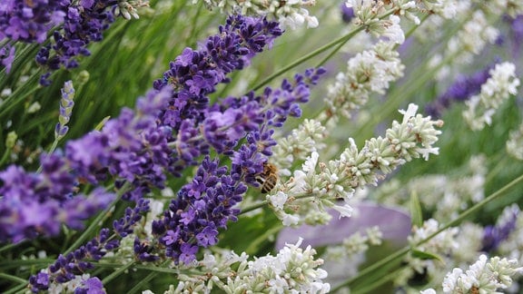 Rückschnitt lavendel