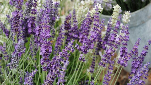 Violette, zum Teil geöffnete Blüten an einer Lavendel-Pflanze