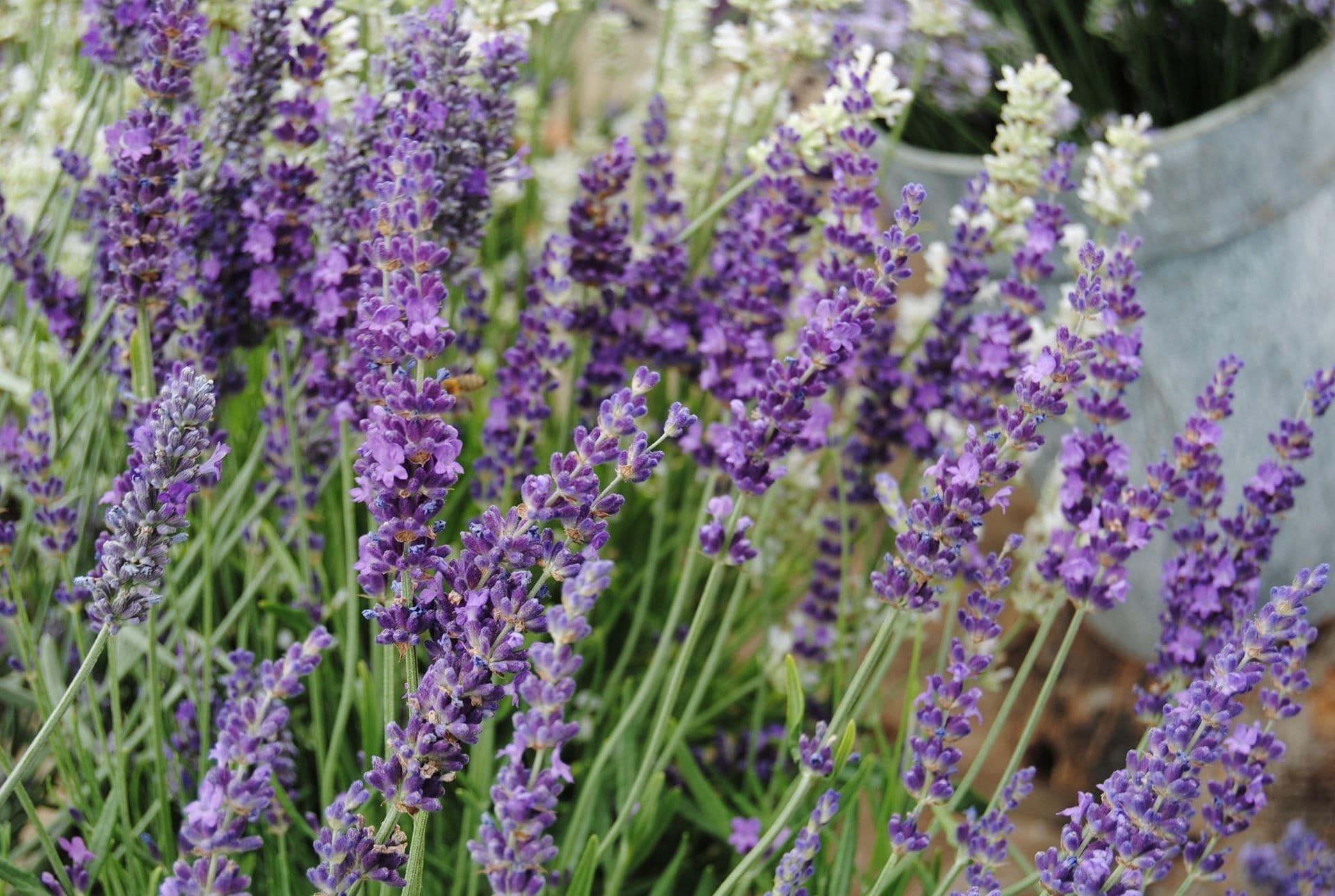 Robuste Lavendel-Sorten für Balkon und Garten | MDR.DE