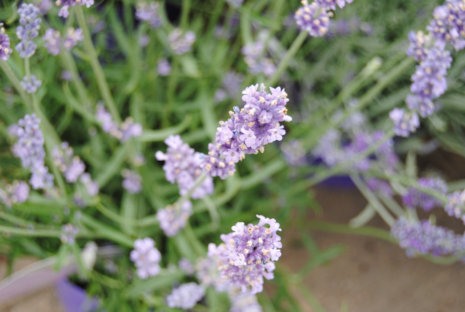 47+ Lavendel sorten mit bild , Robuste LavendelSorten für Balkon und Garten MDR.DE