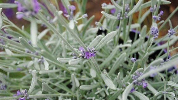 Lavendel mit silbrigen Blättern und kleinen, violetten Blüten