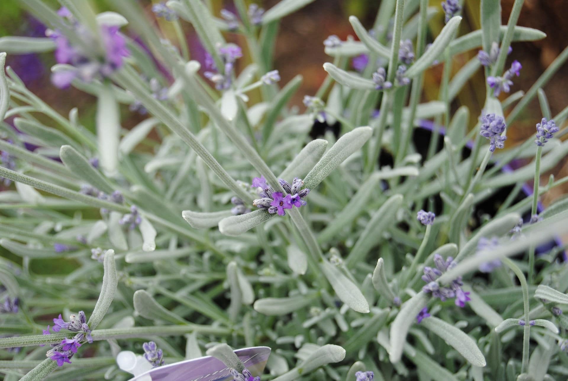 Robuste LavendelSorten für Balkon und Garten MDR.DE