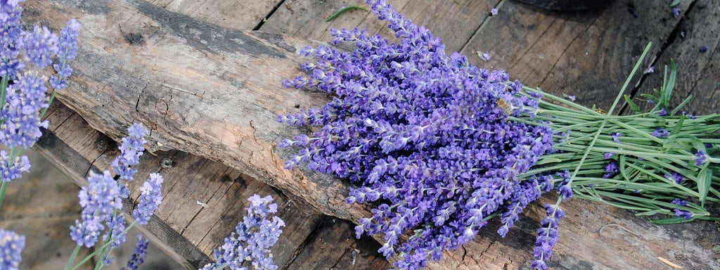 Rückschnitt lavendel