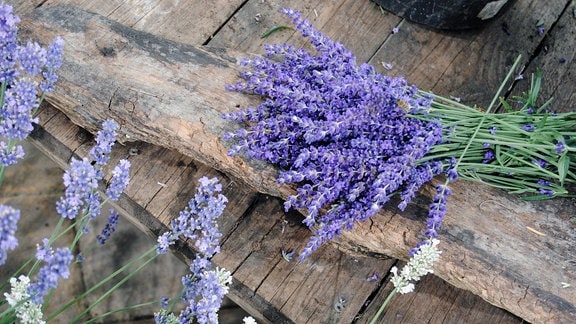 Ein Strauß mit abgeschnittenen, lila-blauen Lavendel-Blüten liegt auf einem Holzbrett, davor ragen weitere Lavendel-Blüten in den Farben Helllila und Weiß auf