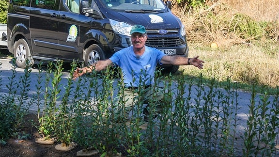 Liguster Heckenpflanze für Vögel und Bienen MDR.DE