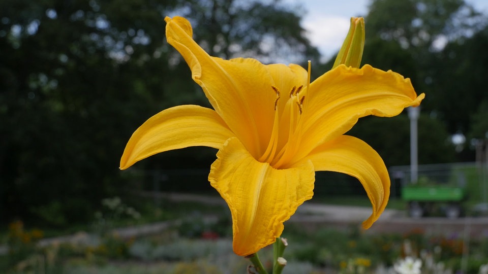 20 Jahre MDR Garten Name für Jubiläumsblume gefunden MDR.DE