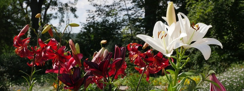Lilien Pflanzen Pflegen Und Vermehren Mdr De