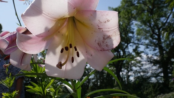 Rosa Blüte der Lilie ‚Pink Giant‘