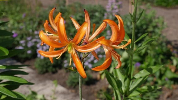 Lilie ‚Orange Marmalade‘ mit orangenen Blüten