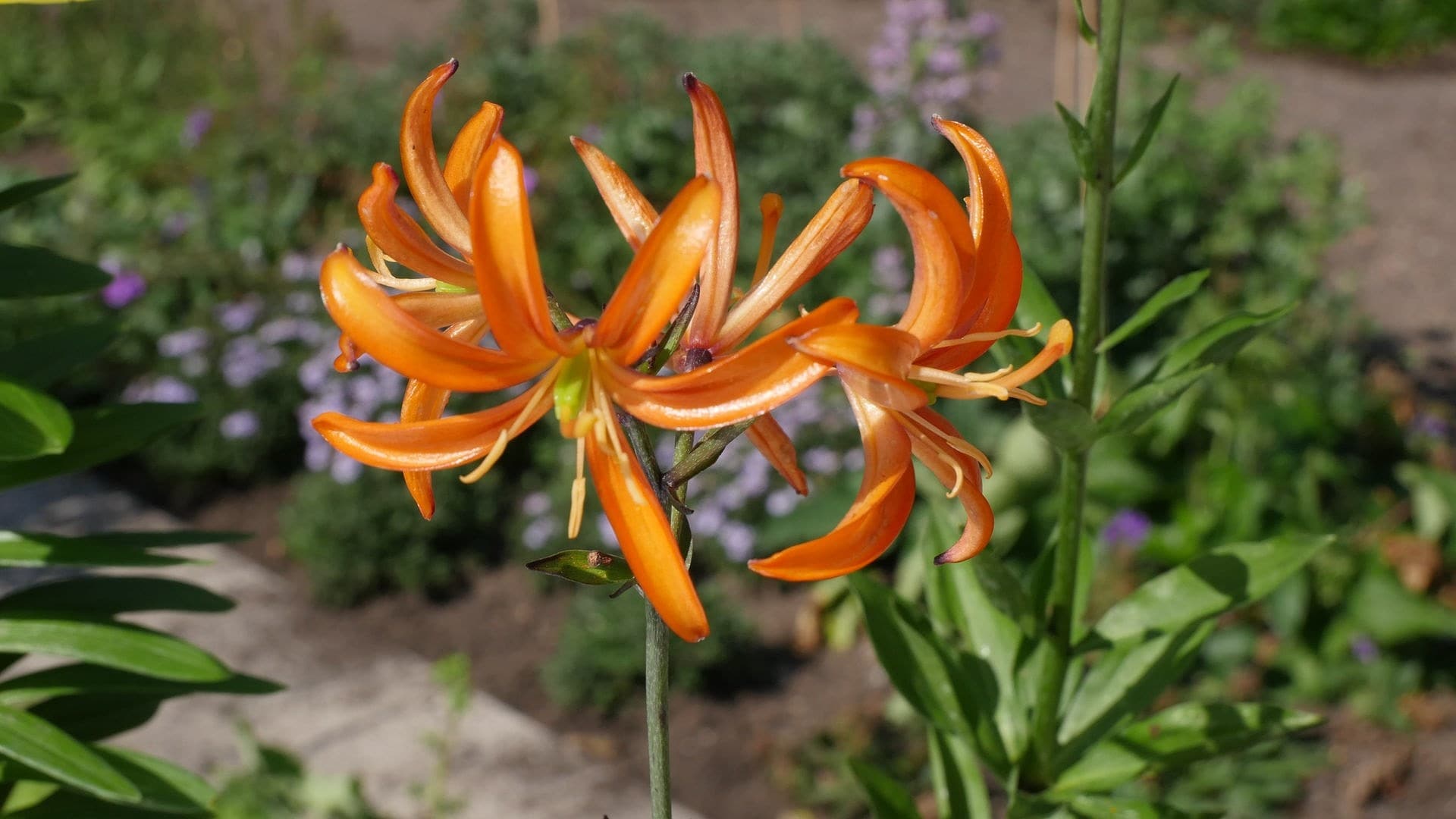 Lilien Garten Lilien mit Mustern Lilien, Lilie garten