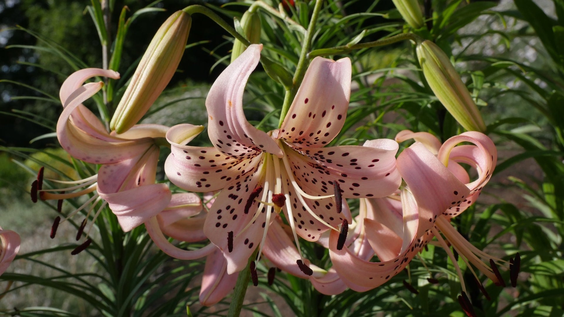 Lilien: Die Elegante Blume Vorgestellt | MDR.DE