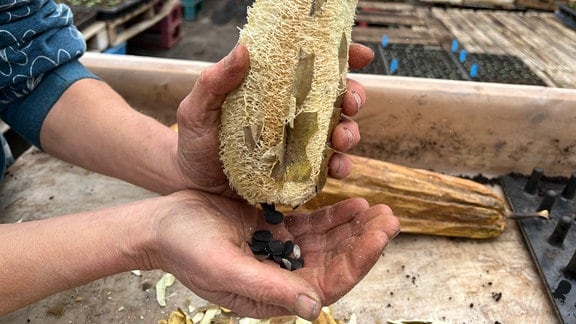 Frau hält Samen aus Luffa-Gurke auf Handfläche