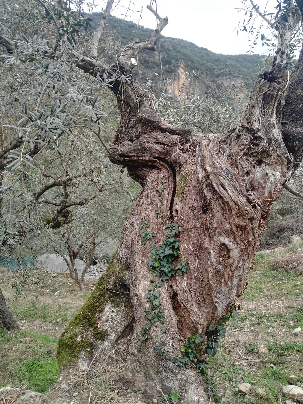 34+ toll Fotos Olivenbaum Im Garten Einpflanzen