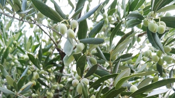 An einem Olivenbaum hängende, unreife Oliven.   
