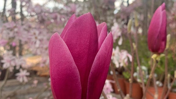 Purpurmagnolie (Magnolia lilliflora)