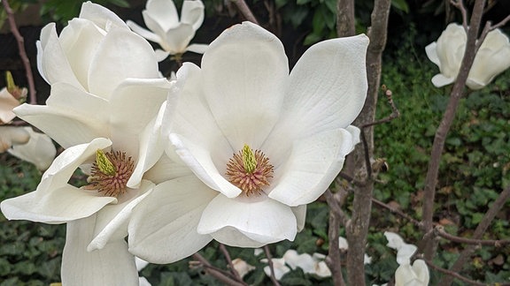 Magnolia denudata Yulan Magnolie