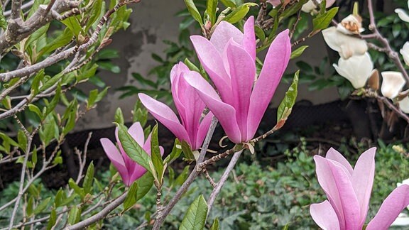 Magnolia lilliflora Betsy Purpurmagnolie