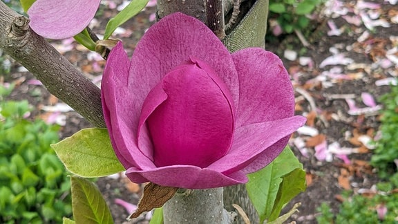 Magnolia x hybrida cleopatra