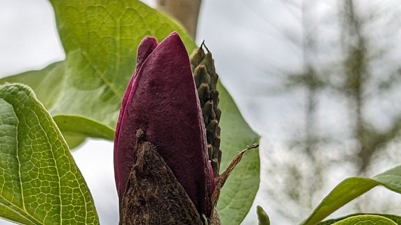 Magnolia x soulangeana 'Genie' - die geschlossene Blüte einer Magnolie in dunklem Violett