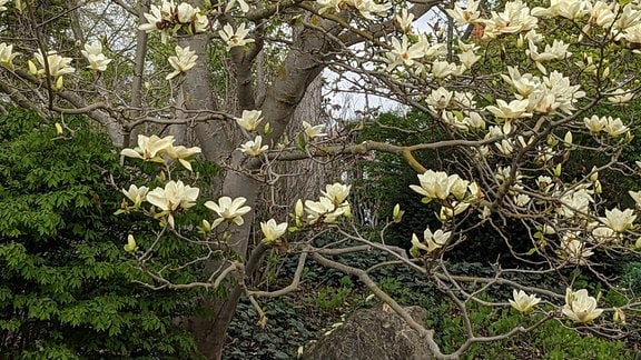 Magnolia brooklynensis 'Yellow bird' - ein großer Baum voller gelber Blüten