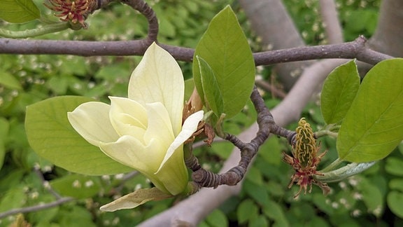 Magnolia brooklynensis 'Yellow bird' - die gelbe Blüte 