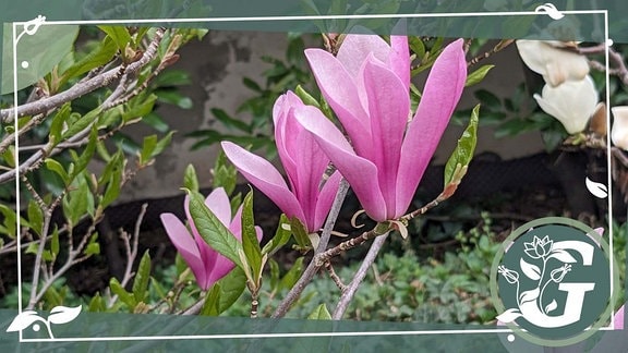 rosafarbene Blüten einer Magnolie