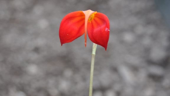 Orchideen Masdevallia-ignea