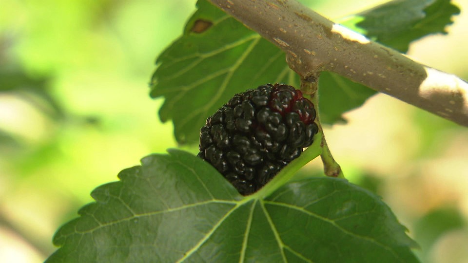 Maulbeerbaum Den ganzen Sommer süße Früchte ernten MDR.DE