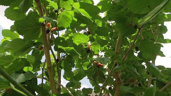 Hellrote und schwarze Maulbeer-Früchte an einem Maulbeerbaum mit großen, grünen Blättern