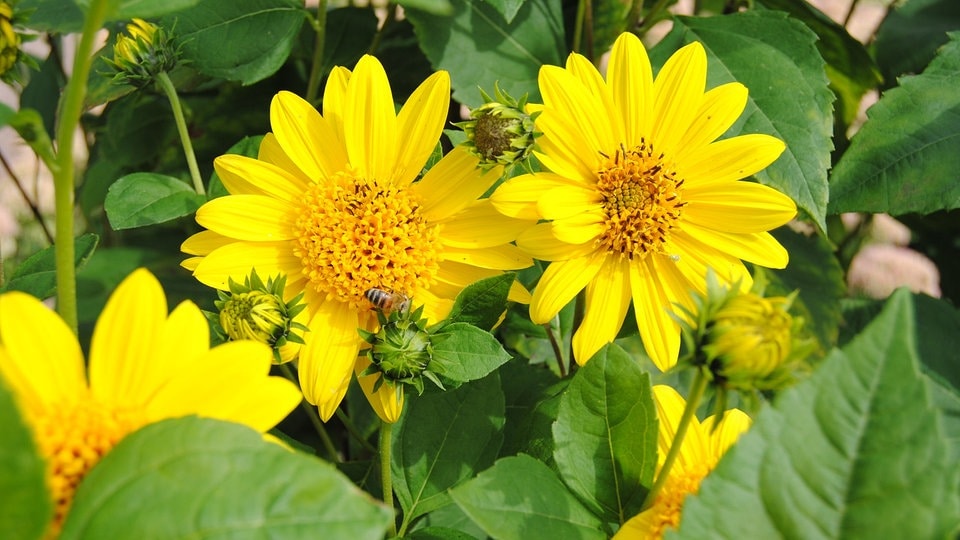 Mehrjährige StaudenSonnenblumen Leuchtend gelbe