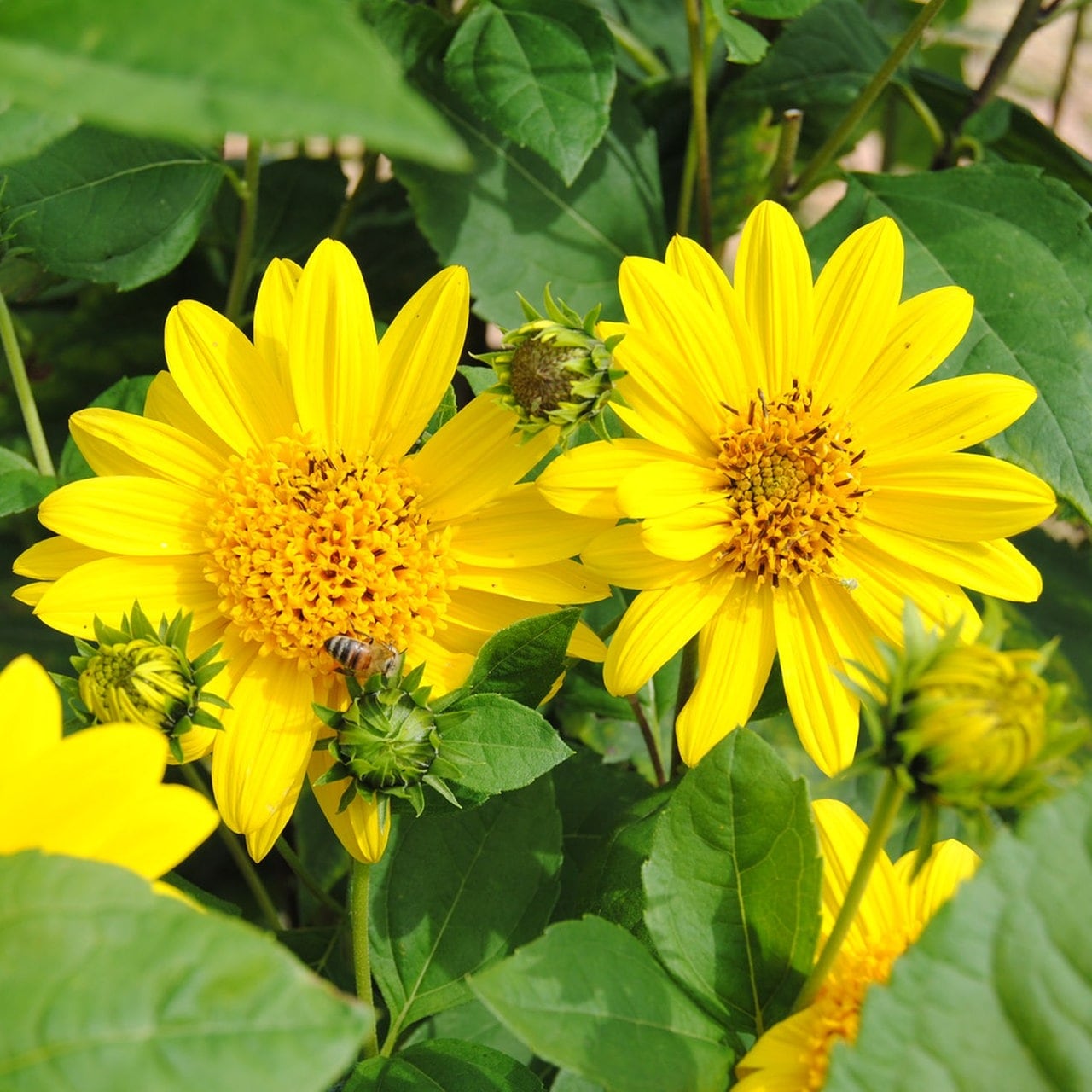Mehrjährige Stauden-Sonnenblumen: Leuchtend gelbe Zaungucker